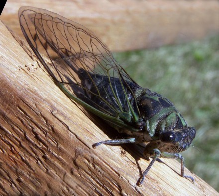 Cicada preparedness is everyone’s responsibility